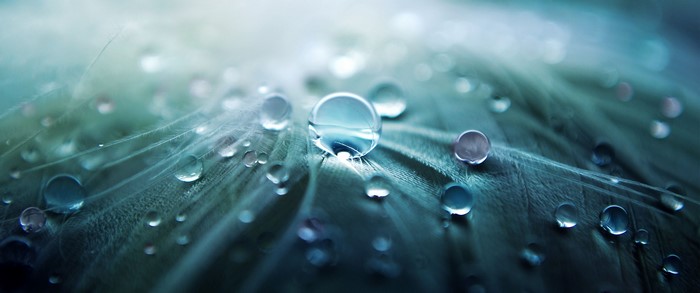 Macro photography of water droplets on a feather
