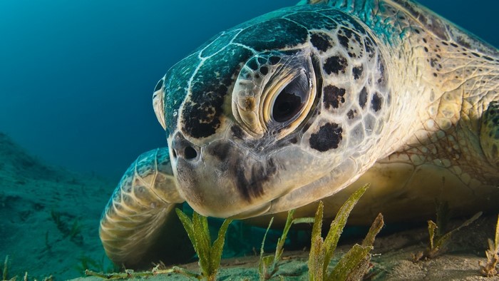 Close-up of a green sea turtle underwater