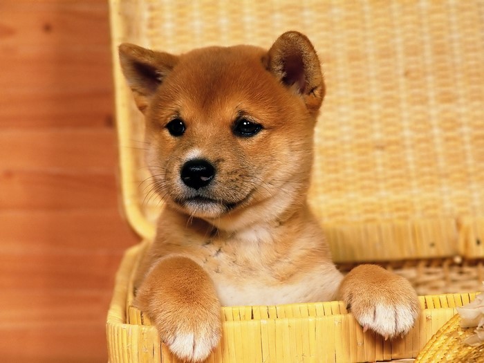 Shiba Inu puppy in a basket