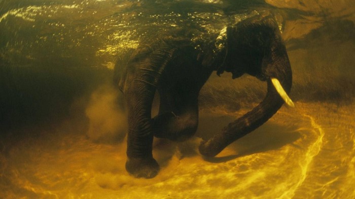 Elephant swimming underwater in Africa