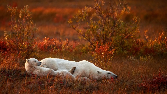 Polar bear mother and cub resting in autumn tundra