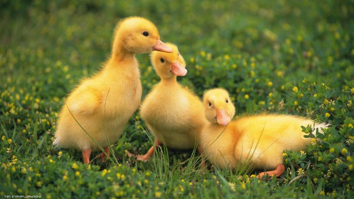 Three yellow ducklings in green grass with yellow flowers
