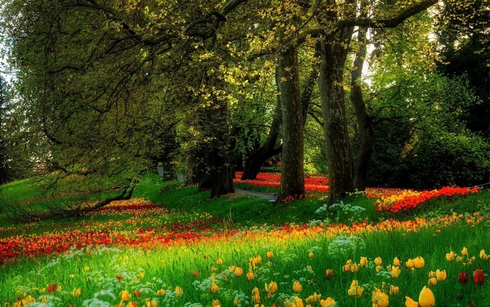 Sunlit Forest with Vibrant Spring Flowers