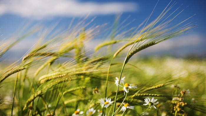 Wheat field with daisies and blue sky