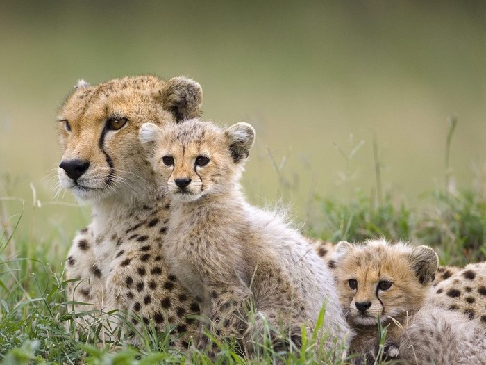 Cheetah Mother with Two Cubs in Grassland