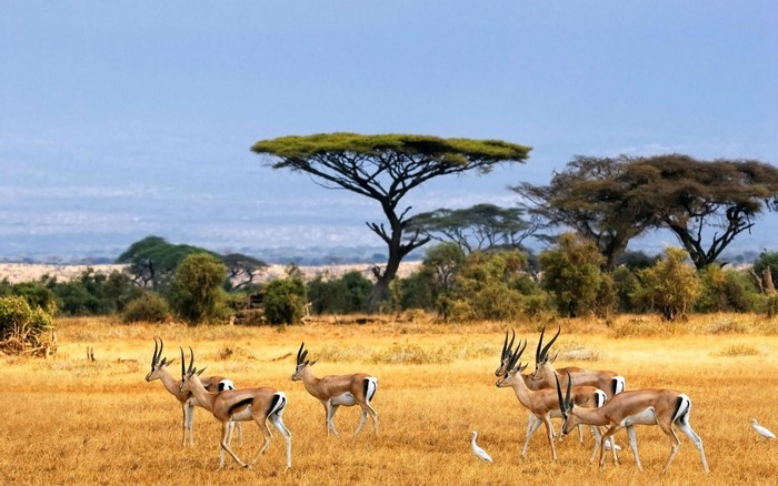 Gazelles and acacia trees in the African savannah