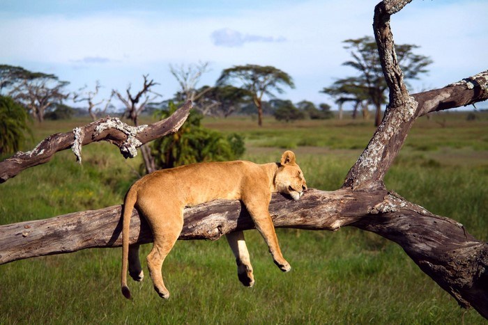 Lion sleeping on a tree branch in savanna