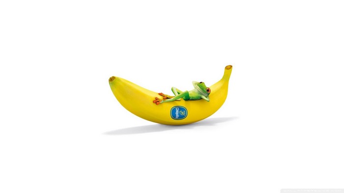 Frog relaxing on a Chiquita banana