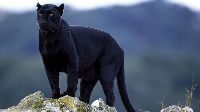 Majestic Black Panther on Rocky Terrain