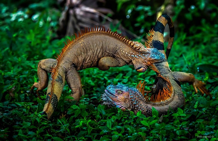 Two iguanas fighting in green foliage