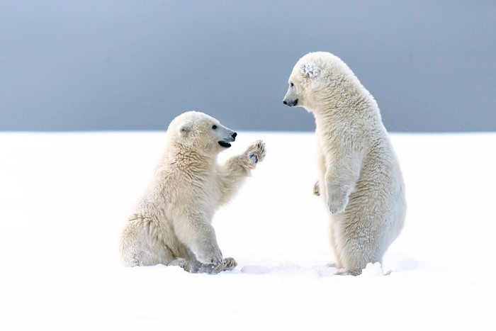 Two polar bear cubs playing in the snow