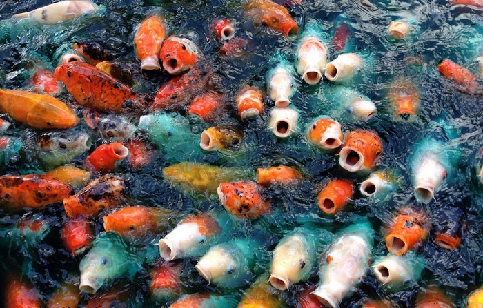 A school of colorful koi fish swim in dark water