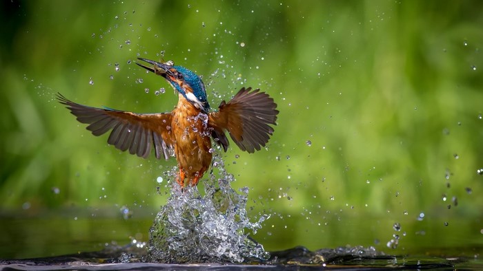 Kingfisher catches fish in water splash