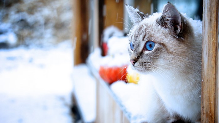 Cat with blue eyes in the snow