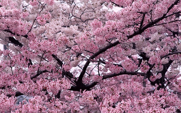 Blooming Cherry Blossom Trees in Spring
