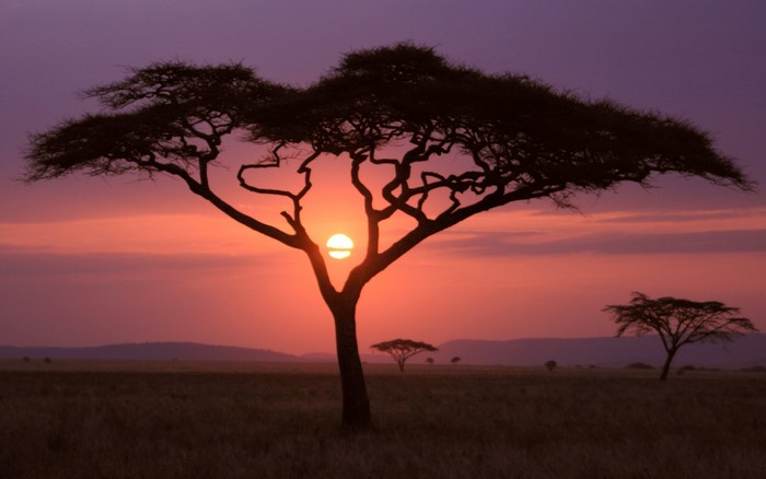 Sunset over the Savannah with Acacia Trees