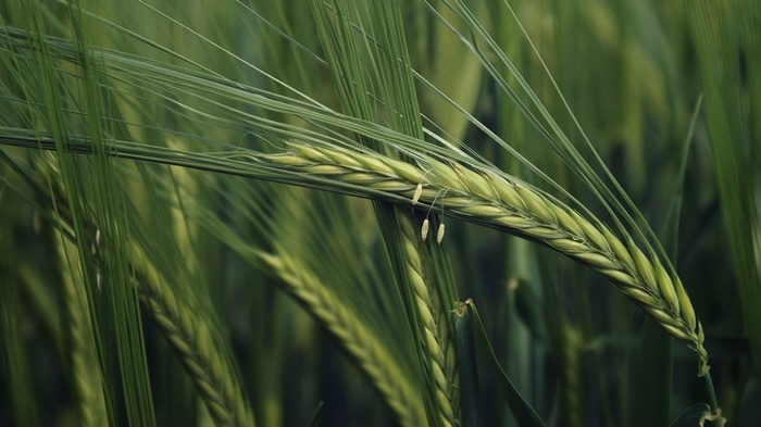 Close-up of green barley stalks in a field