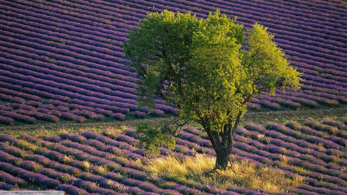 Lavender field with a tree in Provence, France