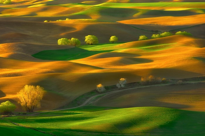 Rolling Palouse Hills with Trees at Sunset