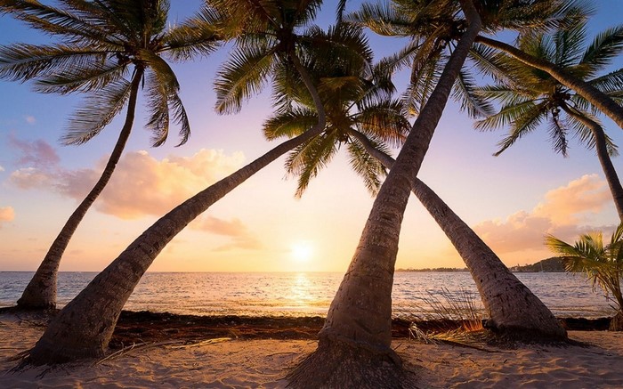 Palm trees on a beach at sunrise