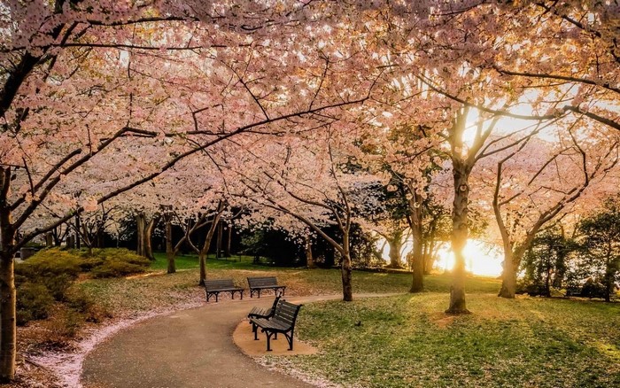 Park path lined with cherry blossom trees at sunset