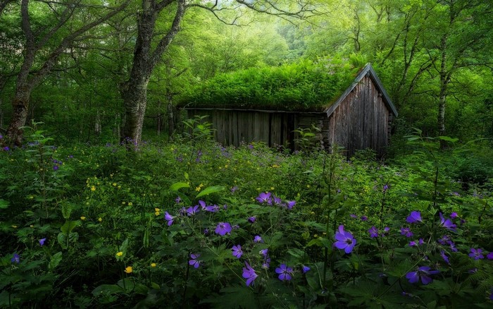 Abandoned Hut with Wildflowers in Norwegian Forest