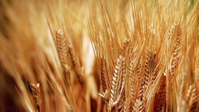 Close-up of ripe wheat stalks in a field