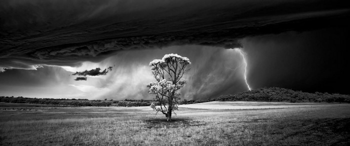 Monochrome panorama of a lone tree under a stormy sky with lightning