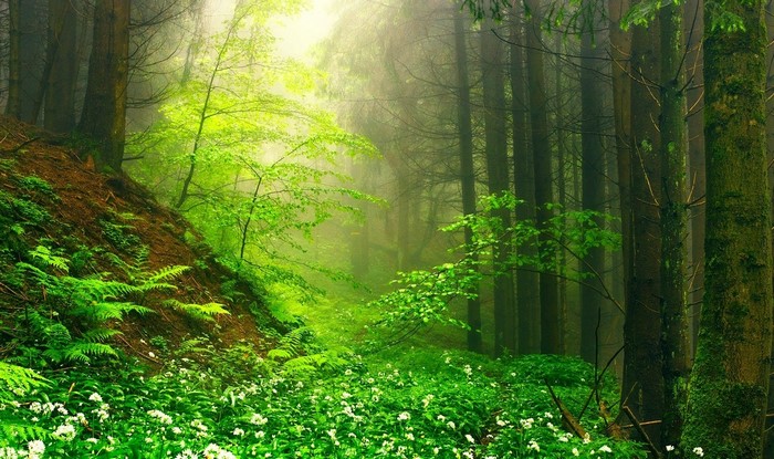 Misty forest with wildflowers and ferns