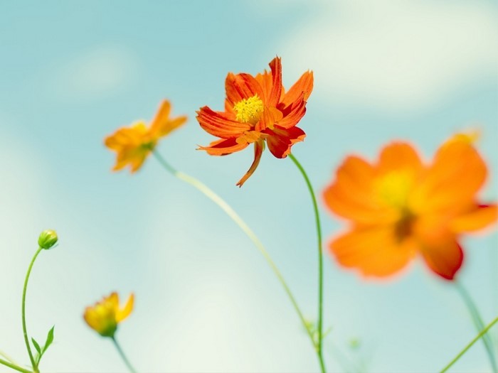 Orange cosmos flowers against a blue sky