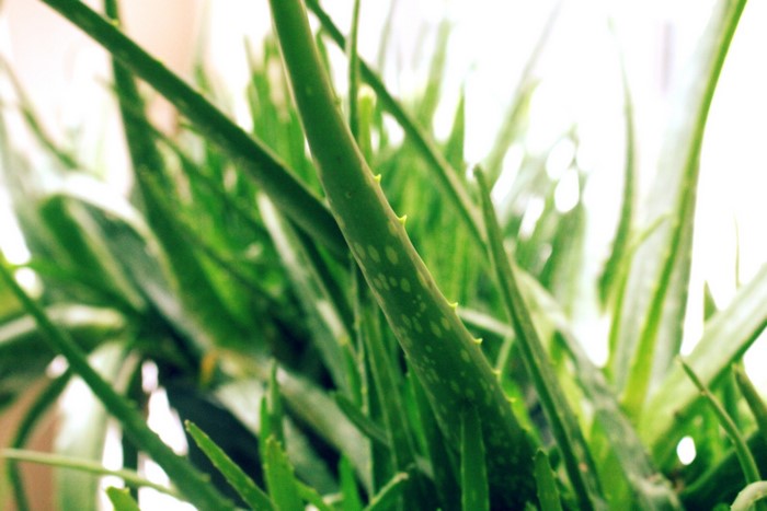 Close-up of aloe vera plants