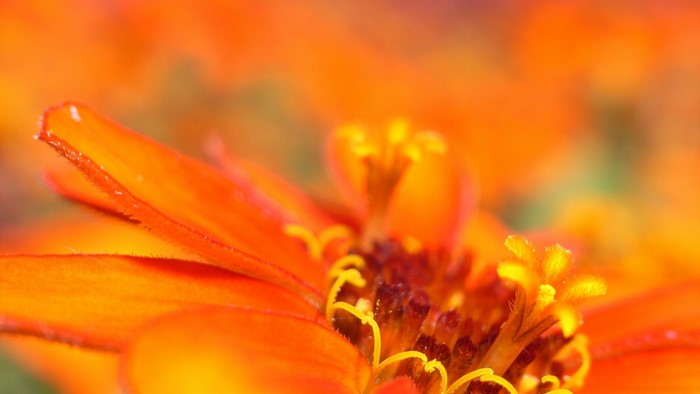 Macro view of an orange zinnia flower