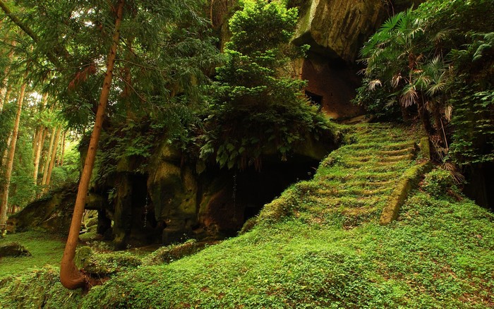 Overgrown Forest Rock Stairs Covered in Greenery