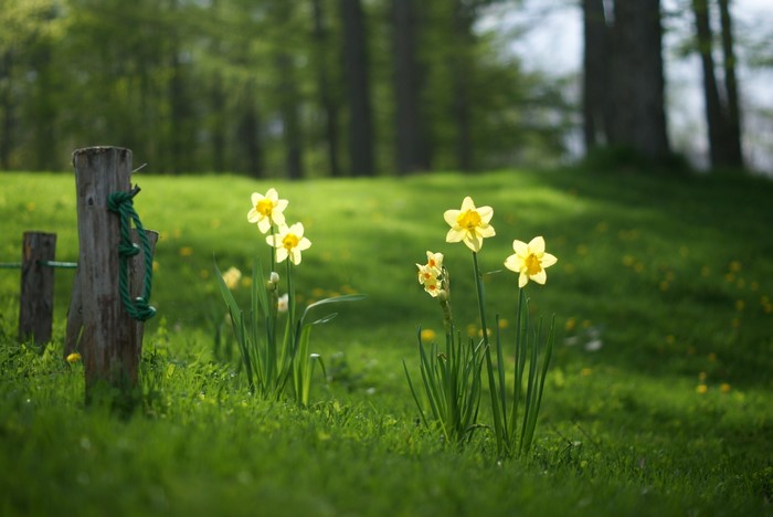 Daffodils in a grassy field with a wooden fence