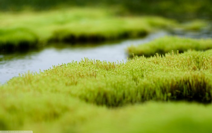 Macro shot of moss with shallow depth of field