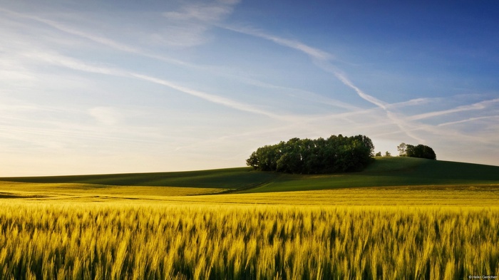 Golden wheat field and rolling green hills under a blue sky