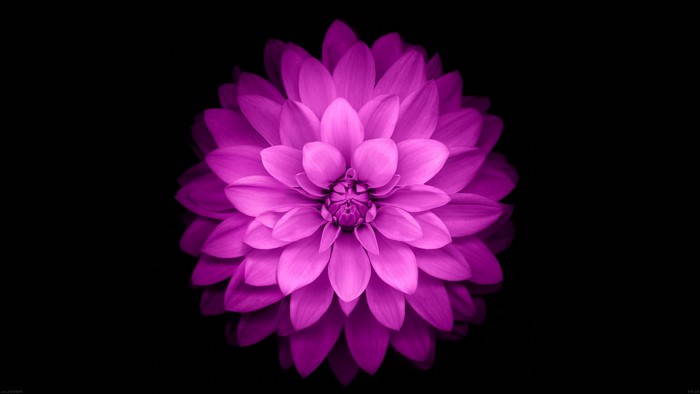 Purple flower on black background