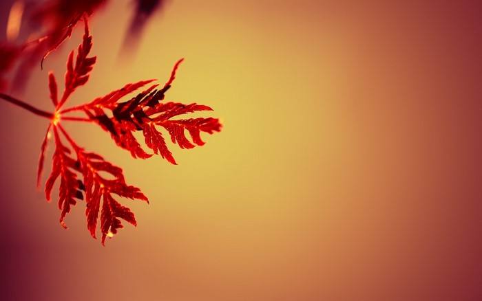 Red Leaf Macro with Gradient Background