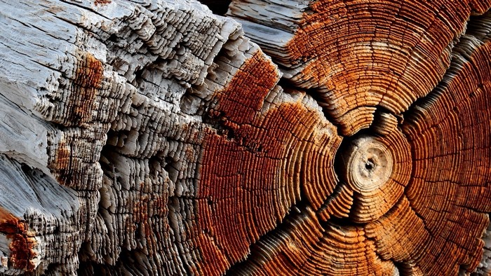 Close-up of Weathered Tree Rings and Texture