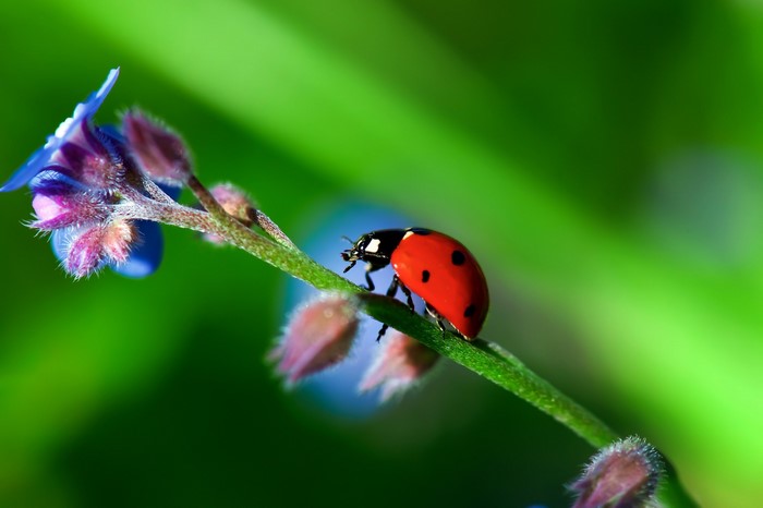 Ladybug on a flower stem