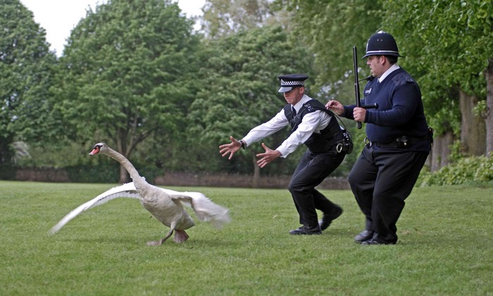 Police officers chasing a swan in a park