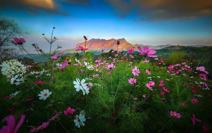 Cosmos flowers in front of a mountain at sunset