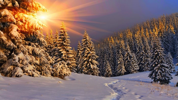 Winter forest with sun rays and snow-covered pine trees