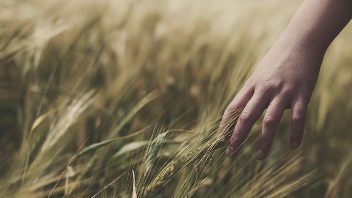 Hand touching wheat field