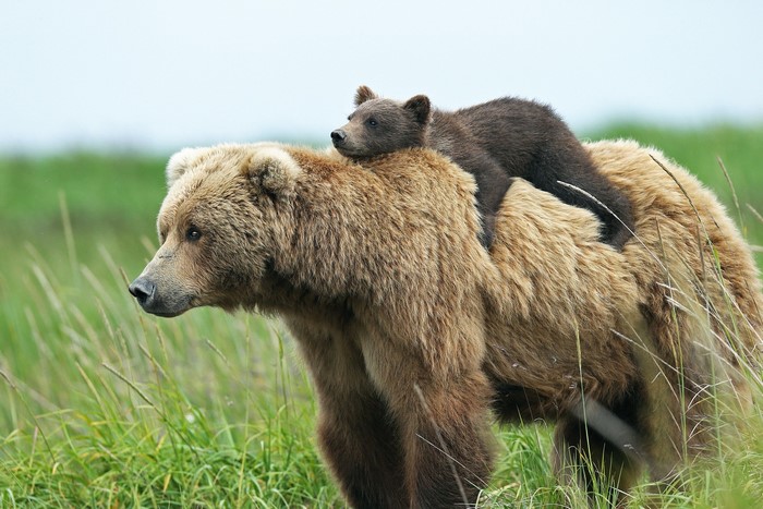 Mother bear and cub in grassy field