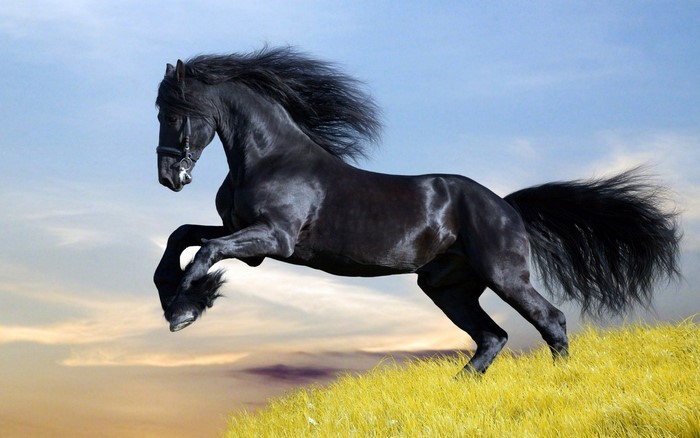 Black horse jumping on a yellow grassy hill