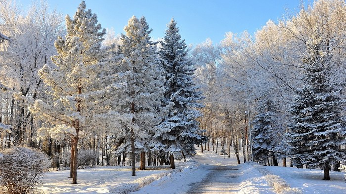 Winter park with snow-covered trees and a path
