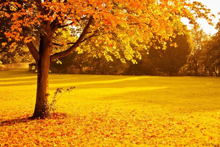 Golden Autumn Tree in Sunlit Park
