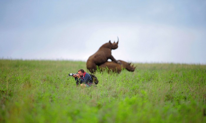 Photographer photographs rhinos mating in a grassy field