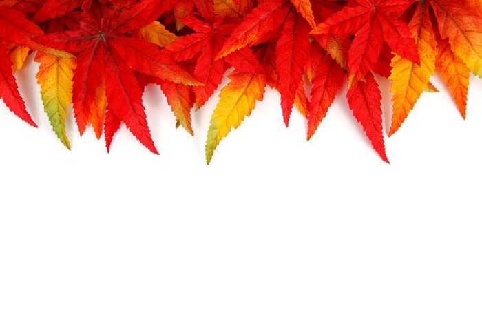 Autumn leaves border on white background